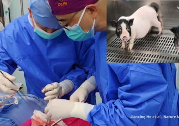 The science behind the first pig-to-human lung transplant :: Understanding Animal Research