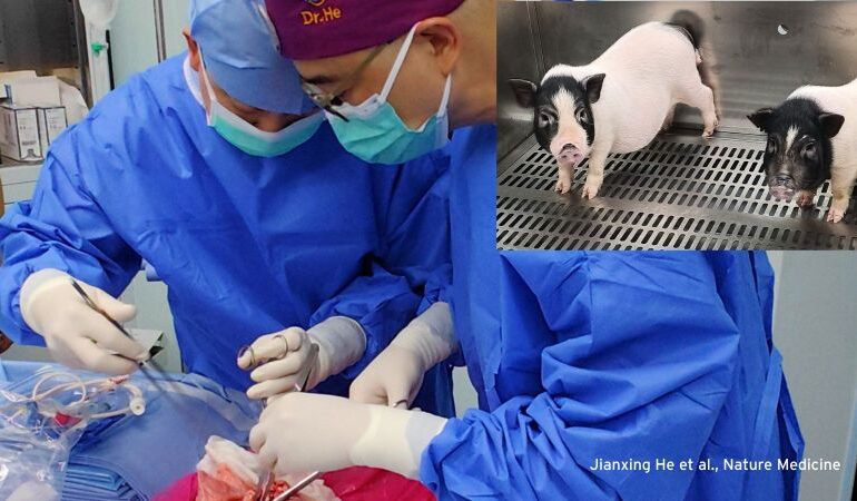 The science behind the first pig-to-human lung transplant :: Understanding Animal Research